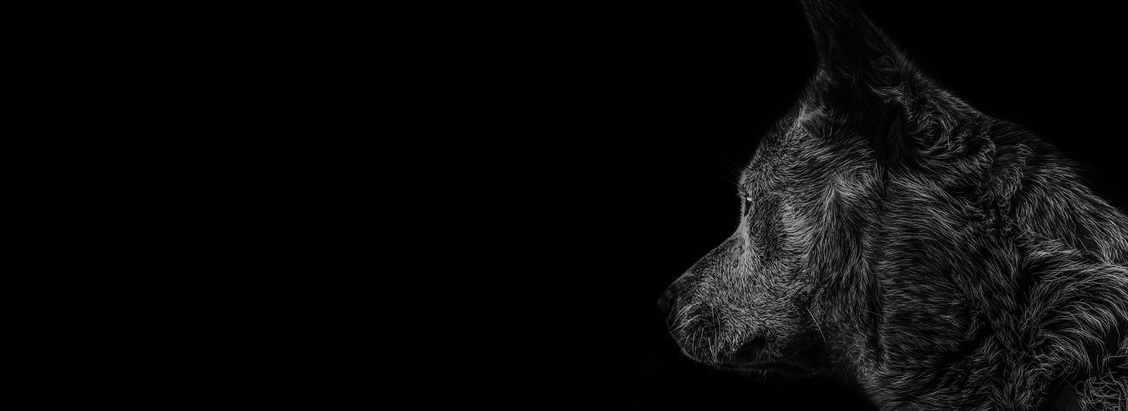 Büyük Turan Devletleri Konseyi